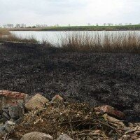 Pożar trzciny w miejscowości Mokre (gm. Dąbrowa)